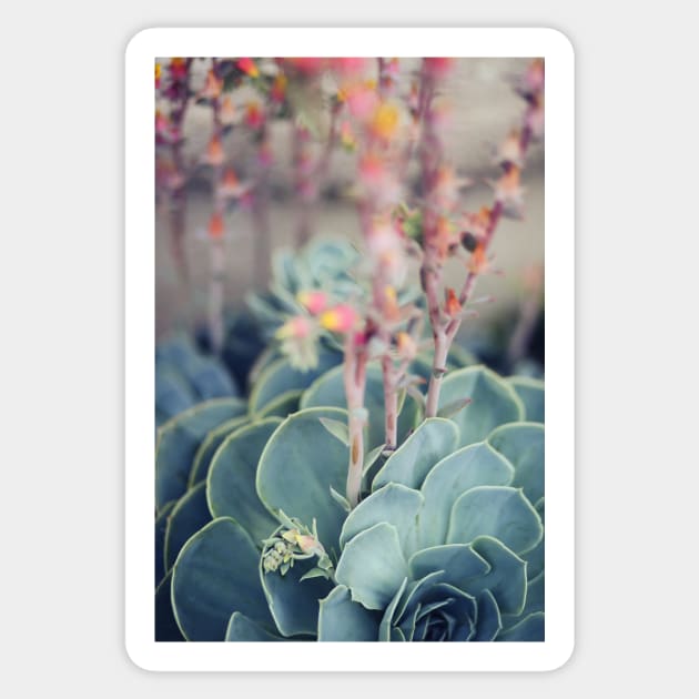 Echeveria #4 Sticker by ALICIABOCK